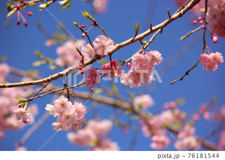 福蔵院に咲くシダレザクラのピンクの花びらと青空（3） 76181544