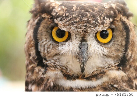真っ直ぐ見つめる梟 真っ直ぐ見つめる梟 76181550