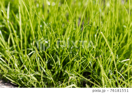 Fresh green Grass under sun rays. Green grass lawn Fresh green Grass under sun rays. Green grass lawn 76181551