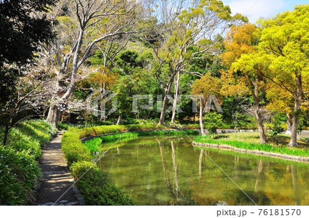 鎌倉市　鎌倉文華館鶴岡ミュージアム前の平家池散策路と満開の桜 76181570