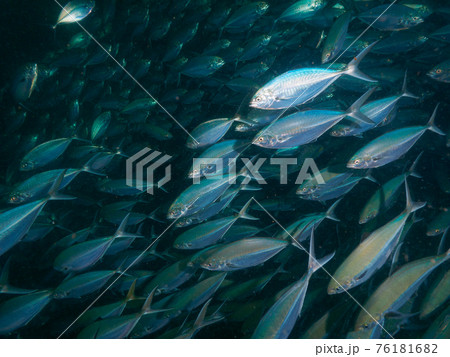 マブタシマアジの群れ (リチェリューロック、スリン海洋国立公園、タイ王国) マブタシマアジの群れ (リチェリューロック、スリン海洋国立公園、タイ王国) 76181682