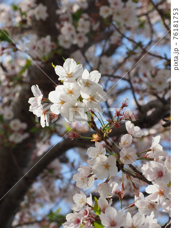 桜(春のイメージ) 桜(春のイメージ) 76181753