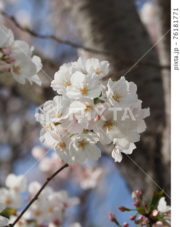 桜(春のイメージ) 桜(春のイメージ) 76181771