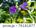 淑やかなキキョウの花 76181877