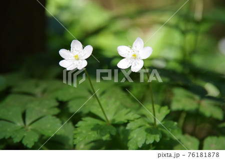 かわいいニリンソウ 76181878