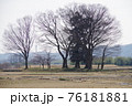 葉を落とした田んぼの中の大木 76181881