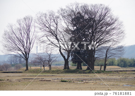 葉を落とした田んぼの中の大木 葉を落とした田んぼの中の大木 76181881