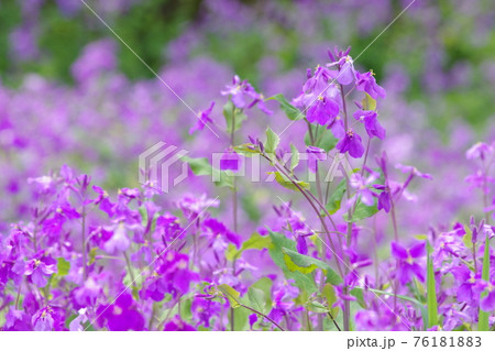 明るく咲き誇るハナダイコン 76181883