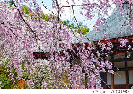 京都　天龍寺のしだれ桜 76181908