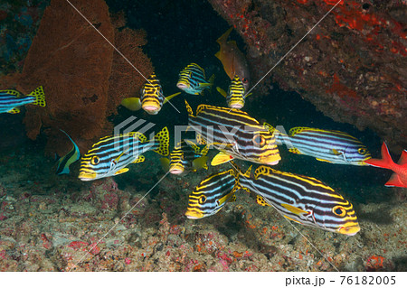 岩の下で群れるムスジコショウダイ (シミラン諸島、タイ王国) 岩の下で群れるムスジコショウダイ (シミラン諸島、タイ王国) 76182005