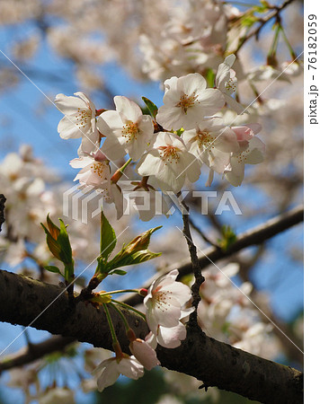 春イメージ（桜の花） 76182059