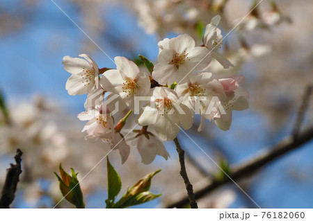 春イメージ（桜の花） 76182060