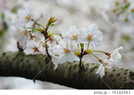 春イメージ(桜の花) 春イメージ(桜の花) 76182061