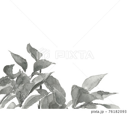 若葉 の水墨画風水彩画 葉 木 植物 モノトーン 白バック 素材 コピースペースありのイラスト素材