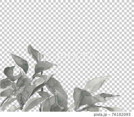 若葉 の水墨画風水彩画 葉 木 植物 モノトーン 白バック 素材 コピースペースありのイラスト素材