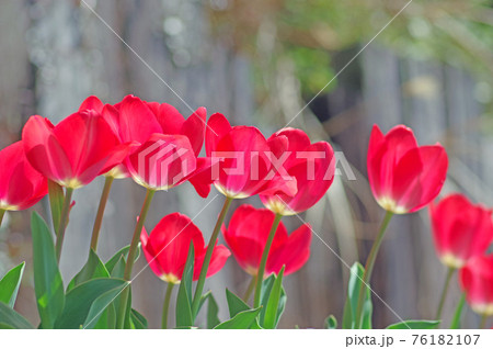 春に咲くユリ科の赤いチューリップの花の写真素材