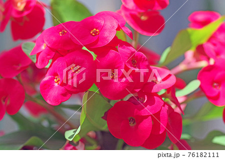 赤い花が咲く多肉植物トウダイグサ科のハナキリンの写真素材