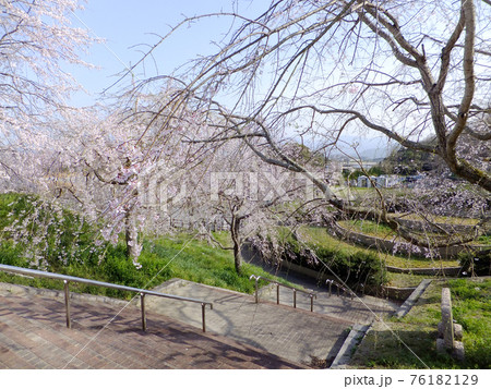 桜の名所福岡県飯塚市の大将陣公園 桜の名所福岡県飯塚市の大将陣公園 76182129