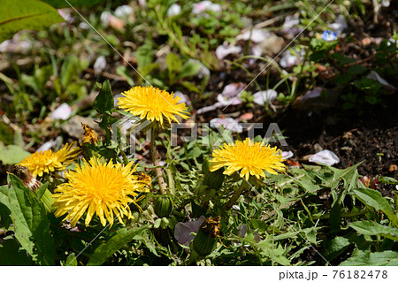 タンポポと桜の花びら 76182478