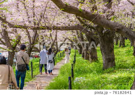日本の春 埼玉幸手 幸手権現堂桜堤の桜並木 日本の春 埼玉幸手 幸手権現堂桜堤の桜並木 76182641