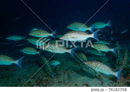 群れで狩りをするキツネフエフキ (リチェリューロック、スリン海洋国立公園、タイ王国) 群れで狩りをするキツネフエフキ (リチェリューロック、スリン海洋国立公園、タイ王国) 76182708