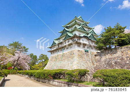 名古屋城、金鯱のない天守閣と満開の桜〈愛知県名古屋市〉 名古屋城、金鯱のない天守閣と満開の桜〈愛知県名古屋市〉 76183045