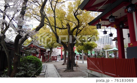 右に朱色の神社の本殿、左に満開の桜の花、正面に黄緑色の若葉の木。 76183069