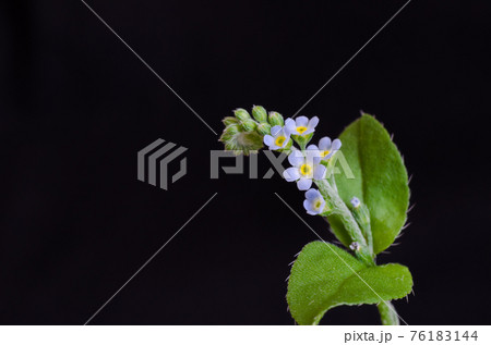キュウリグサの花 76183144