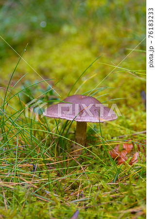 toadstool grebe fungus dabchick in wet forest 76183233