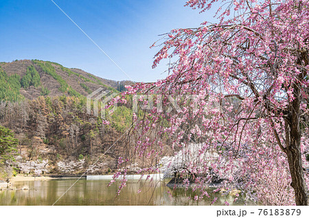 松本市 千鹿頭池の桜 松本市 千鹿頭池の桜 76183879