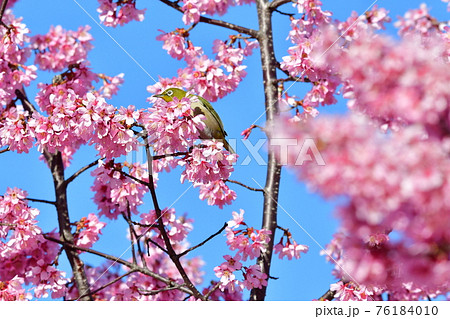 桜とめじろ 76184010