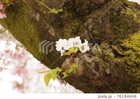 曇り空と桜 曇り空と桜 76184609