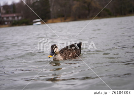 カルガモ 76184808