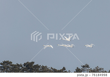 白鳥　渡る 76184998