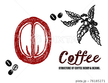 コーヒーチェリーとコーヒー豆のイラスト コーヒーチェリーの断面図 のイラスト素材