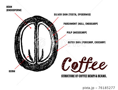 コーヒーチェリーとコーヒー豆の構造イラスト 断面図 説明イラスト のイラスト素材