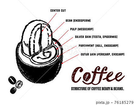コーヒーチェリーとコーヒー豆の構造イラスト 中身の説明イラスト のイラスト素材