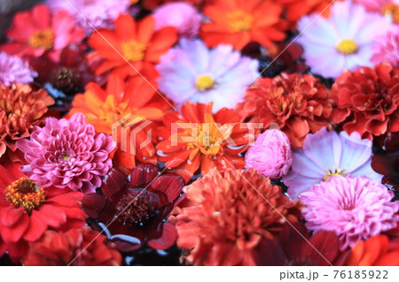 花びら 花びら 76185922