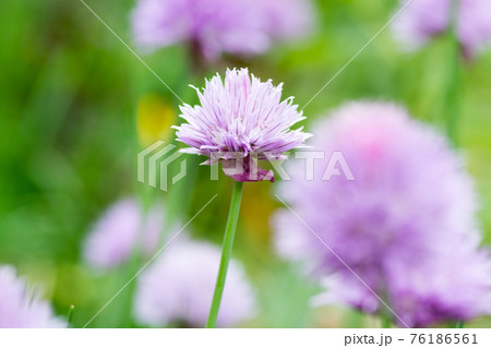 紫色のカワイイ花 チャイブ 紫色のカワイイ花 チャイブ 76186561