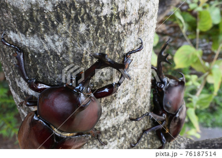 カブトムシ、昆虫採集、夏休み 76187514