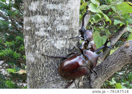 カブトムシ、昆虫採集、夏休み カブトムシ、昆虫採集、夏休み 76187518