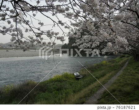 日本の川景色 山口県岩国市を流れる錦川と桜 菜の花の二重奏の写真素材