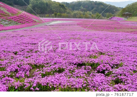 芝桜 芝桜 76187717