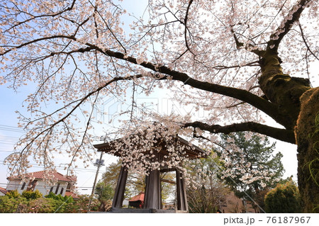 普門寺の桜 　　あきる野市 76187967