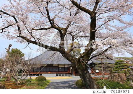 普門寺の桜 　　あきる野市 76187971