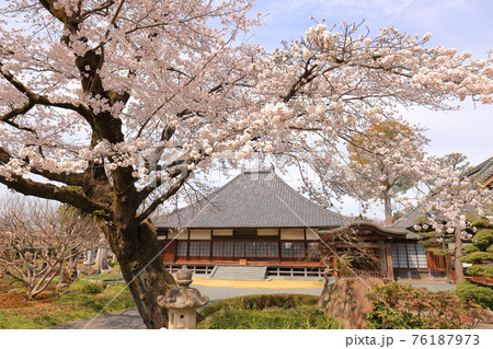 普門寺の桜 　　あきる野市 76187973