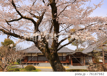 普門寺の桜 　　あきる野市 76187982