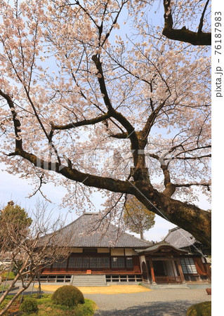 普門寺の桜 　　あきる野市 76187983