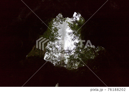 ウイルソン株、縄文杉コース、屋久島、鹿児島 76188202