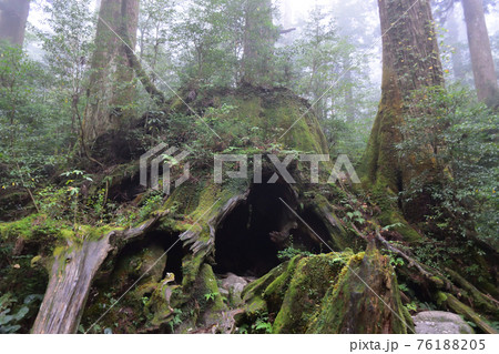 ウイルソン株、縄文杉コース、屋久島、鹿児島 76188205